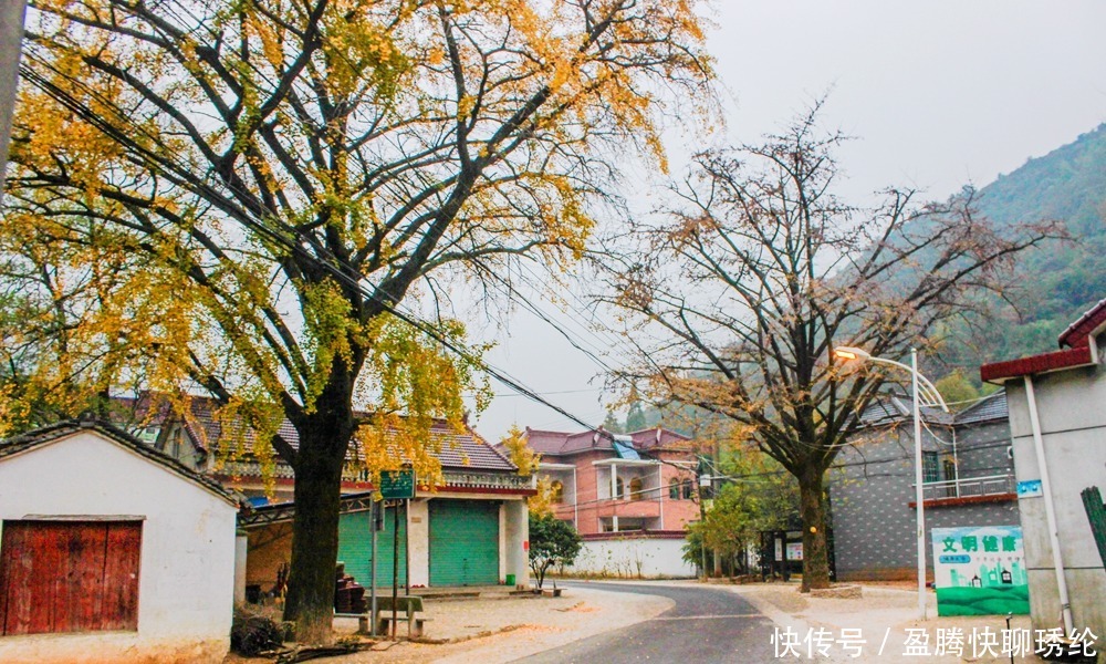 柿子|长兴有一个美丽的小山村，它的名字叫石岕口，仿佛静谧的山水画般