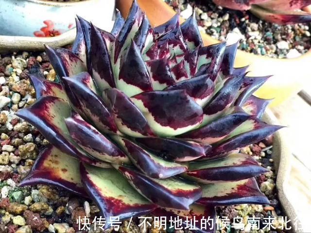 60种多肉图鉴及养护要点，1分钟学会，超全超实用！