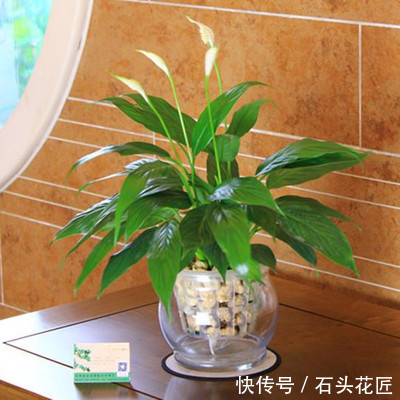 水分|卫生间“潮湿、有异味”?养上6种花草,干净又清新