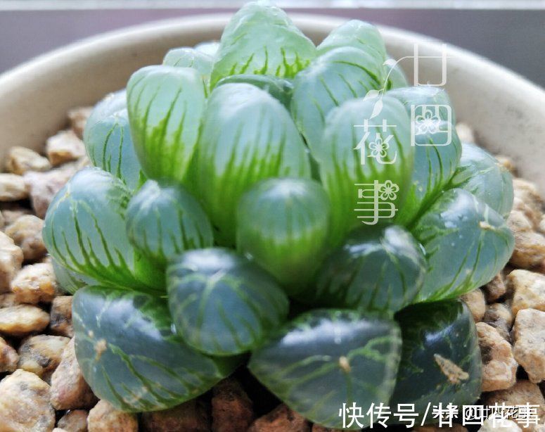 劳尔劳尔|9种多肉不耐寒,寒潮来临,除了要提前保暖外,还要控水避风