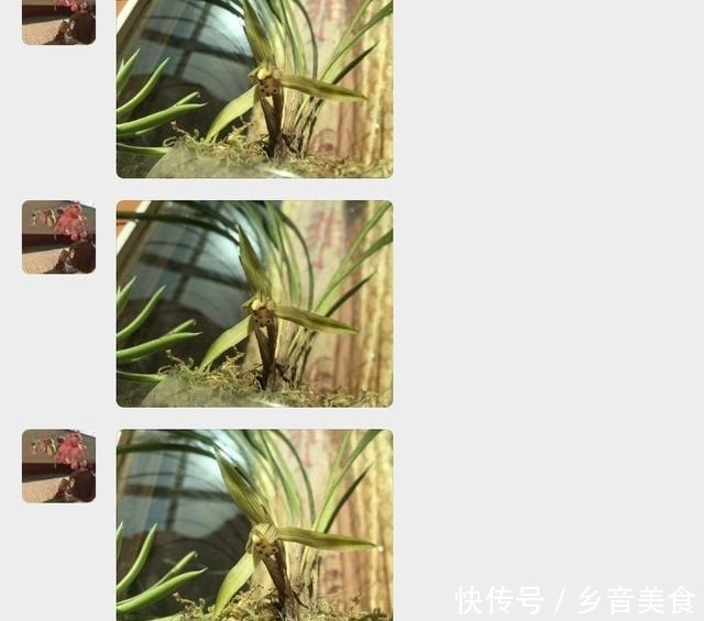 春兰不香教你一招,芳香满庭