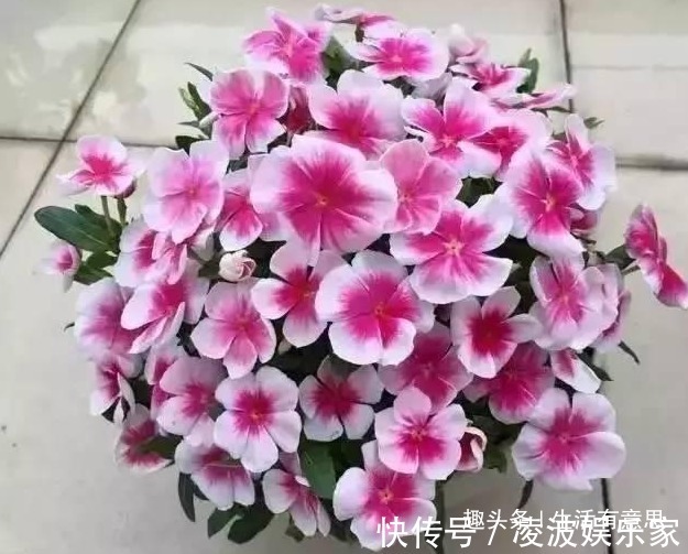 观花期|夏天将至,晒不死花,越晒花越香!4种花爱晒,就像在非洲养过