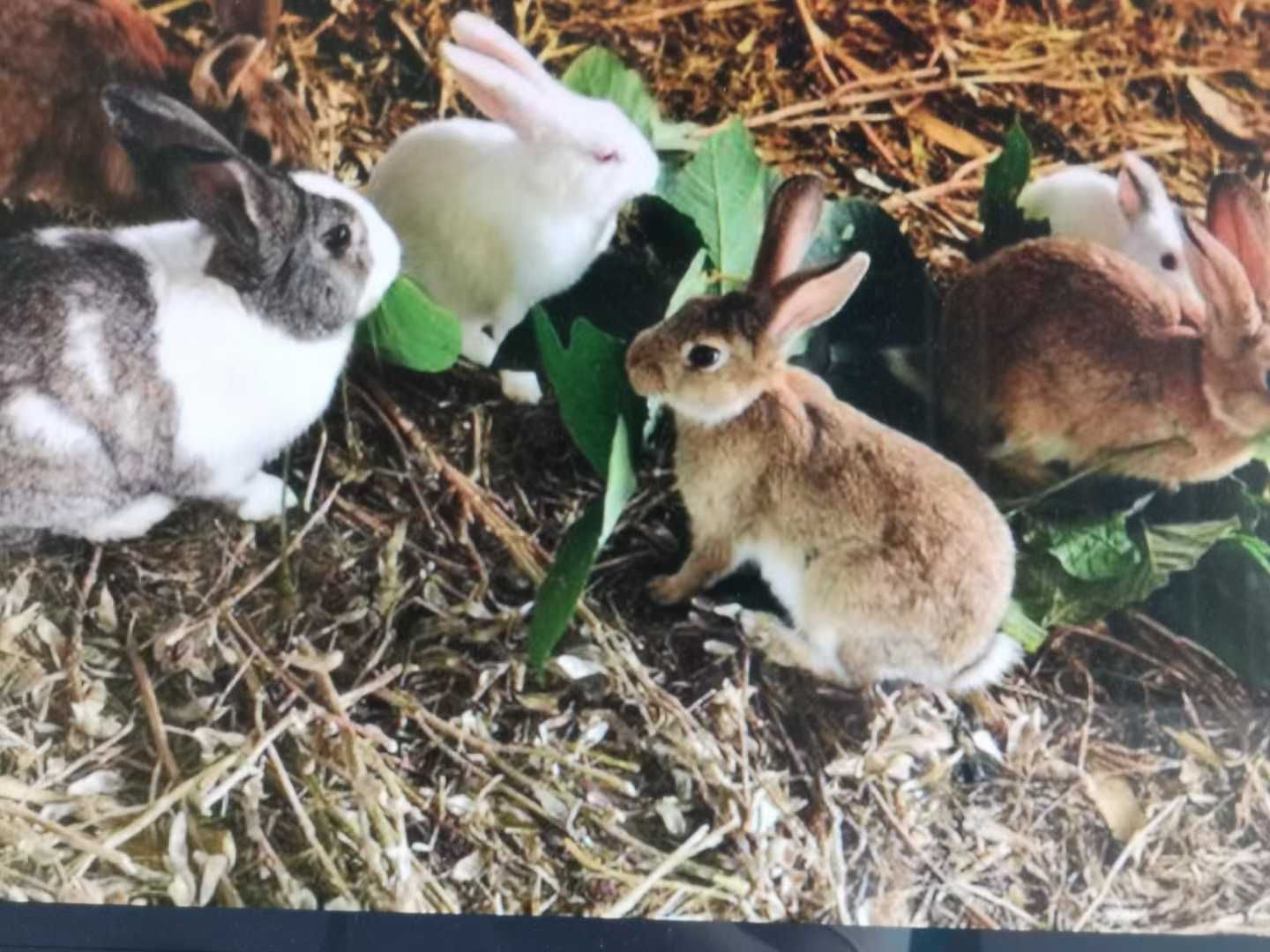 秀枝|39年前的一个好“主意”