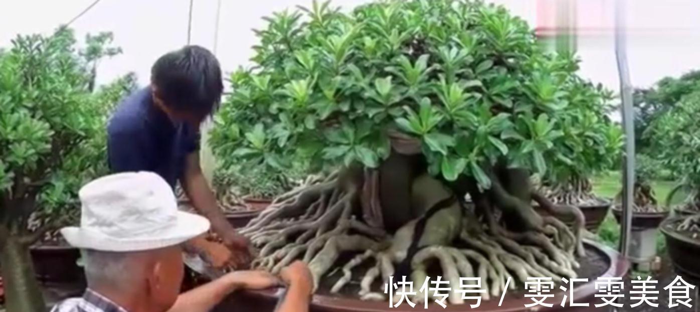 沙漠玫瑰“八爪根”如何养?教你正确做法,来年长出大粗腿,真牛