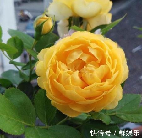 月季女神,花形硕大,金黄色的花朵高贵大气,好看好养,四季开花