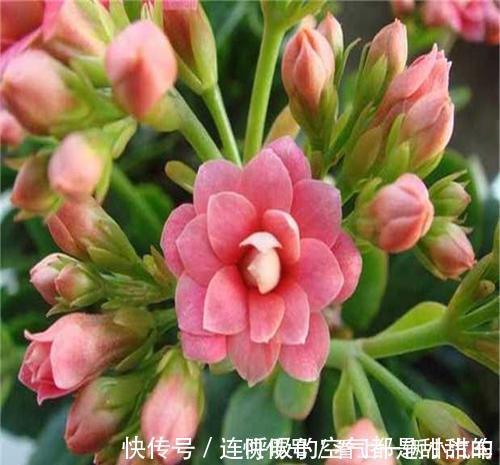 茱蒂|10款高颜值长寿花，好看又好养，你若一盆没养过，那也太可惜了！