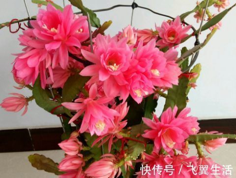 爆盆|1种花,花大色艳胜牡丹,盛夏开爆盆,一开就是上百朵,能开100天