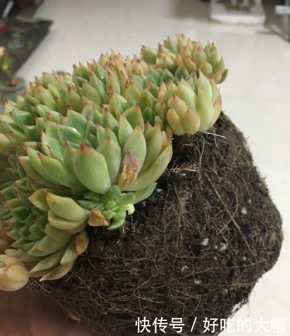 多肉|种多肉,最忌讳用大盆,“小盆种大肉”,不易腐烂,发根更快