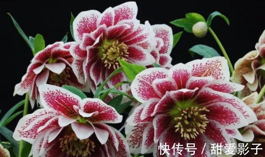 “名字很土,花朵好看”的3种花,皮实好养不怕冷,适合新手花友