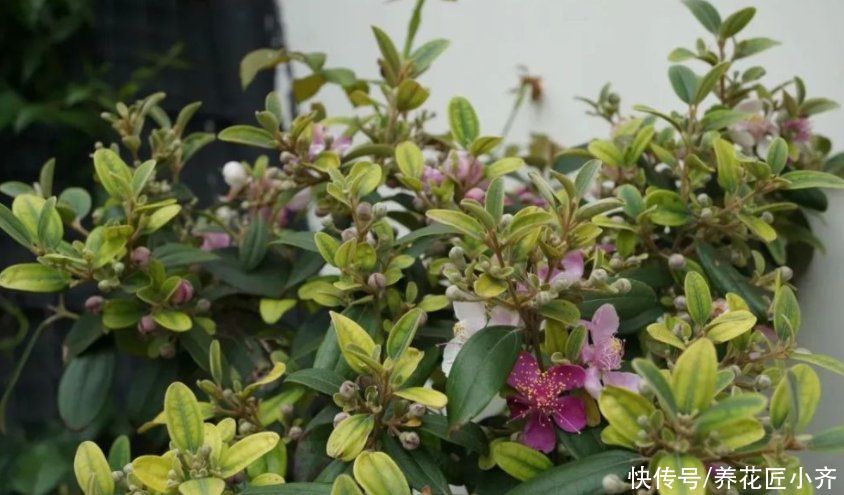 养花的4种虫害，打药都很难清除，如果遇到，用这些方法试试