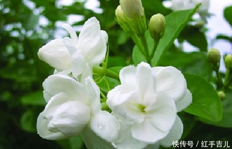 下痢腹痛|农村的这些野菜,既可以食用又可以药用,有降低血压的功效!