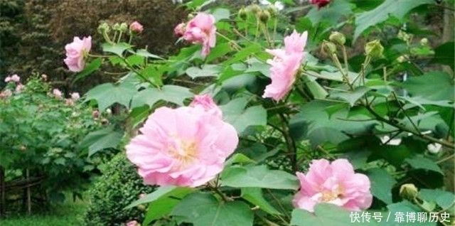 霜花|秋天的明丽:从晴雯封神来谈拒霜花开木芙蓉