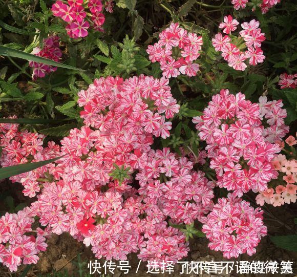石竹花|7种“省心花”,耐阴、耐旱,不招虫、生病少,还特爱开花