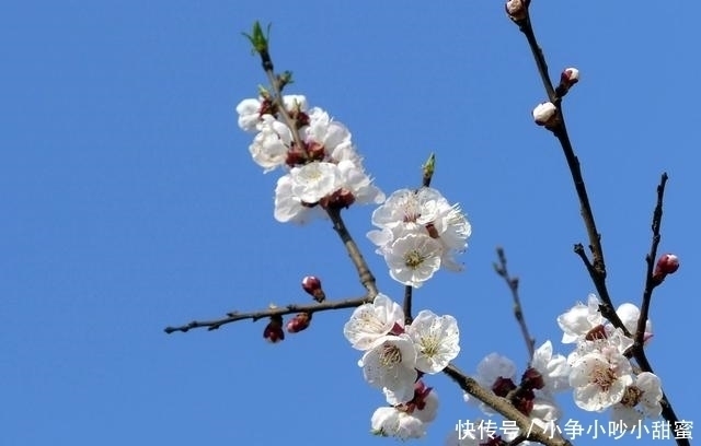 种植|最适合庭院、屋顶绿化种植的植物,各月开花顺序整理,不收藏吗?
