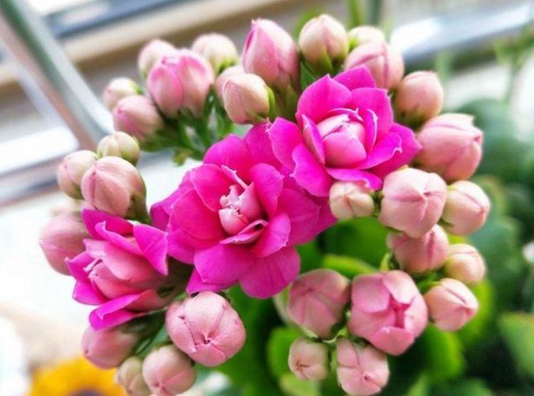 3种花被称为开花劳模,365天开花不断,花团锦簇,养在客厅美极了