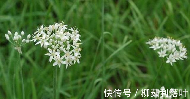 韭菜|它常被误认为韭菜，农民视它为杂草，却不知十分珍贵！