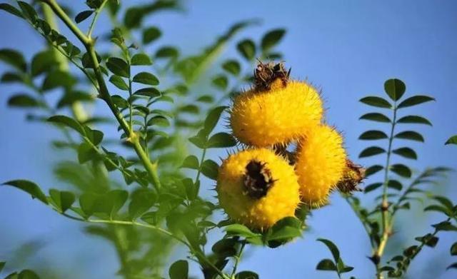 营养成分|女性到了中年,坚持吃3种食物,补充营养,排毒抗衰,增强体质