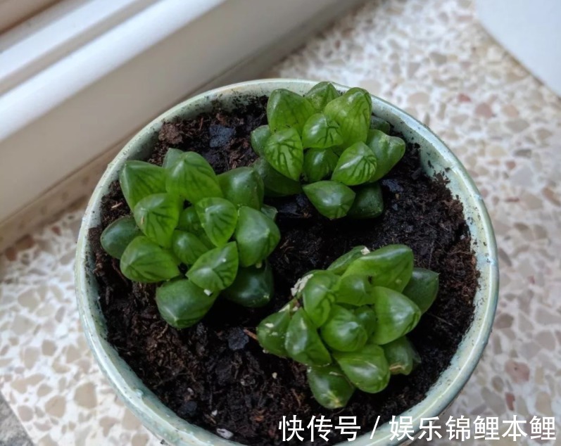 技巧|新人挑盆栽没经验,难免会入坑,趁早学会这6个技巧不踩雷