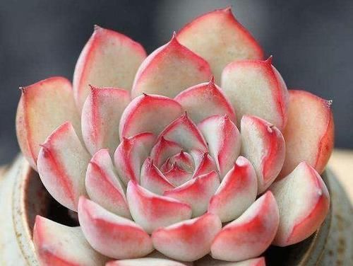 多肉养成干肉？做好3要素，立马美回来，胖嘟嘟，状态美