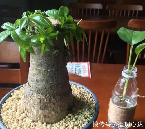 聪明人养花就养3种,可镇宅招财、有益健康,养护也省心