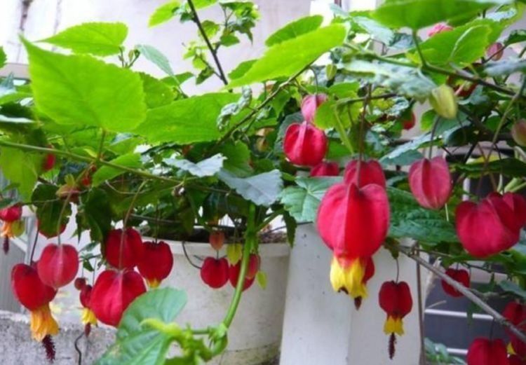 金鱼草|最适合新手养的几种花,好养漂亮花期长,开花一簇簇,开成百花园