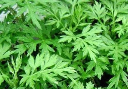 脂溢性脱发|拿艾叶煮水洗头，竟有“神奇”的功效，可惜很多人还不了解