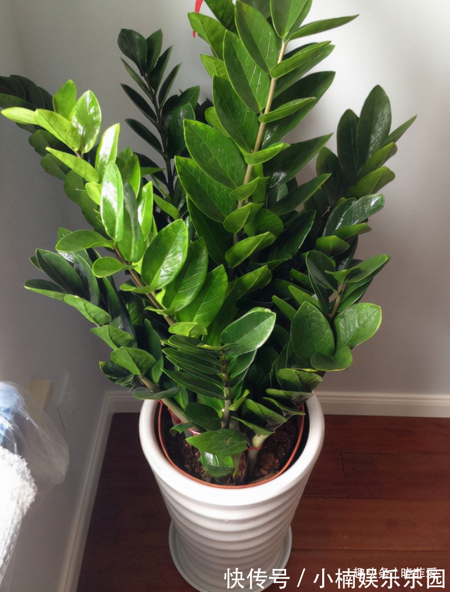 容易被水浇死的“14种花”，手太勤反而养不活