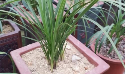 拿这4样“颗粒”养花，预防烂根问题、增肥，切记注意“分寸”