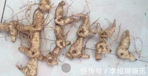 鸡头参|人参的兄弟农村到处都是,农民直接拿来生吃大补身体