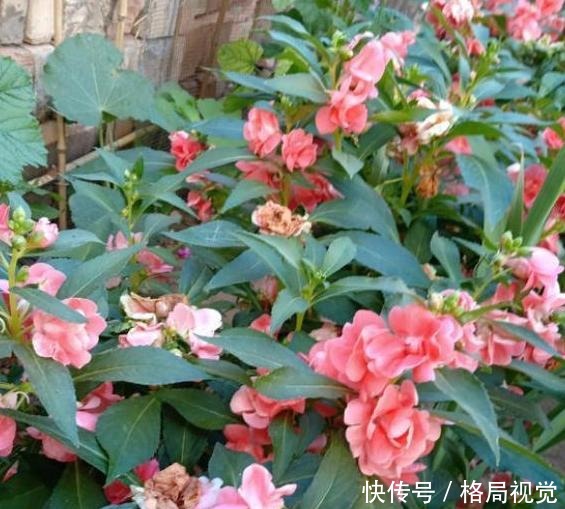 什么花卉寿命长盆栽此5款可多年生长,一年四季花开不停