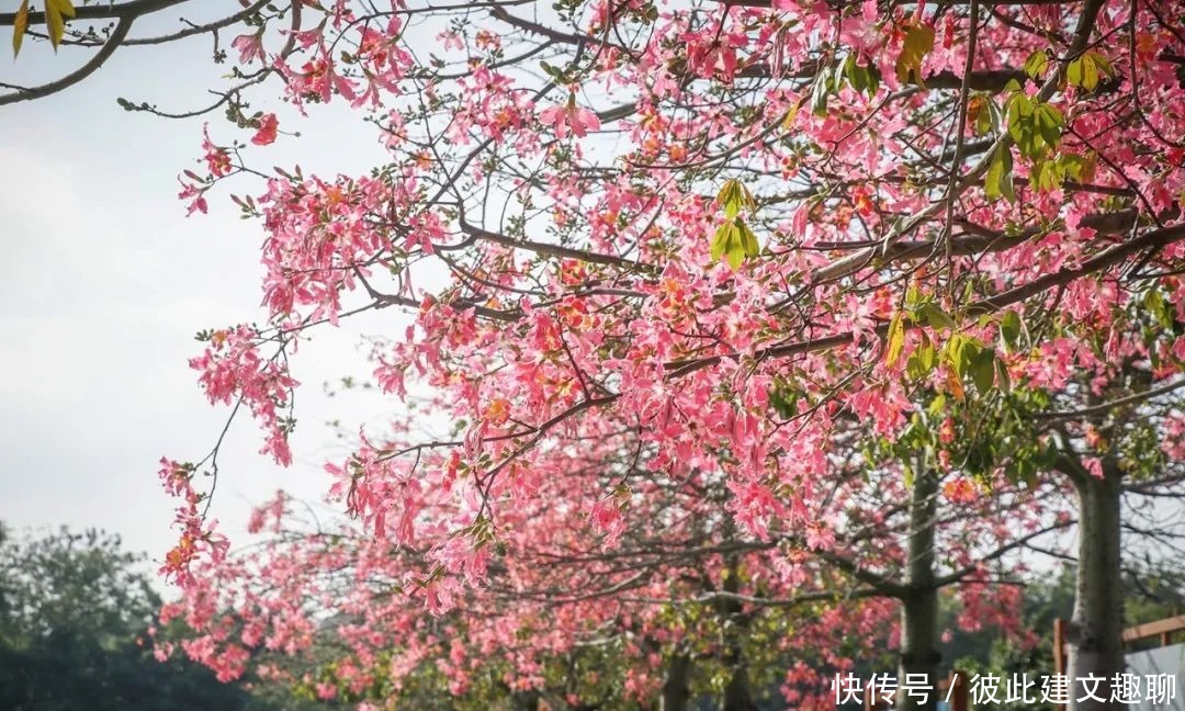 佛山|浪漫满佛山！异木棉怒放，约上TA一起看