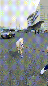 |搞笑GIF:大哥,你这许了什么愿啊,需要上这么粗的香火