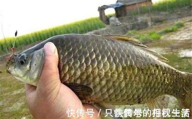 素饵|仲春野钓大板鲫，守钓不如走钓，死等不如逗钓，要打“游击战”