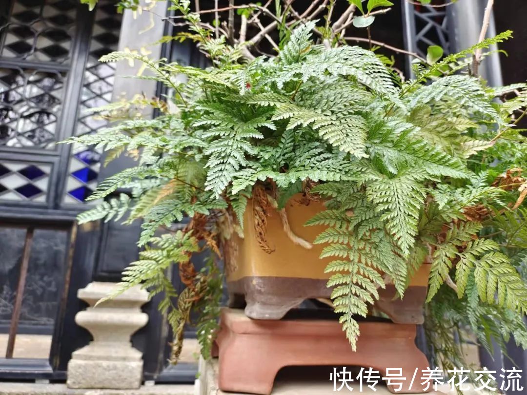 利器|花友必备“养花利器”，看到植物都可以轻松识别，秒变园艺大师