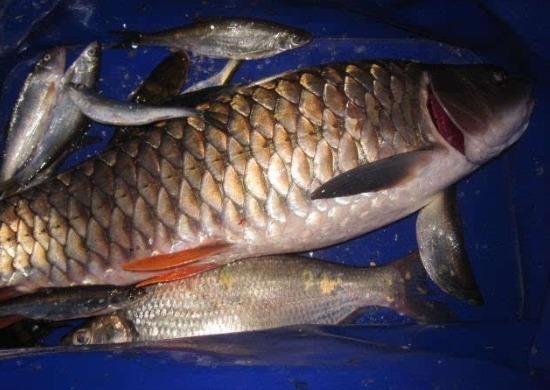 常被年轻人误认成草鱼,殊不知是“淡水之王”,运气好才能钓到