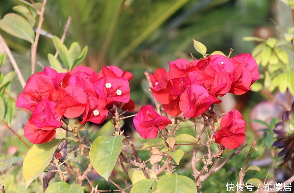 初学养花记住“先懒后勤”4个字，买花换盆后很实用，缓苗很快速