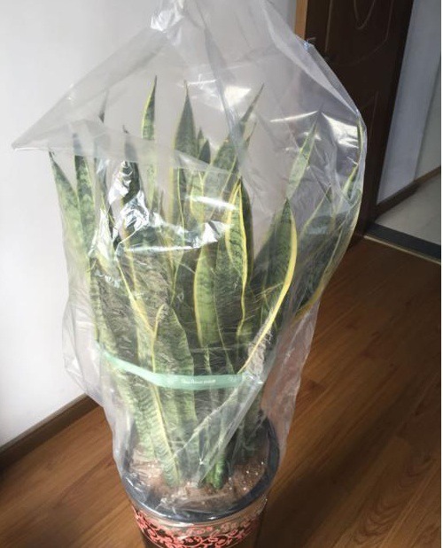 大爷养花有“大讲究”用塑料袋闷2天，啥问题都没有，养啥旺啥