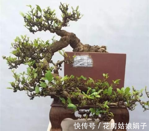 施肥|很好辨认的1种藤本植物,别轻易触碰,却是制作盆景的优良素材