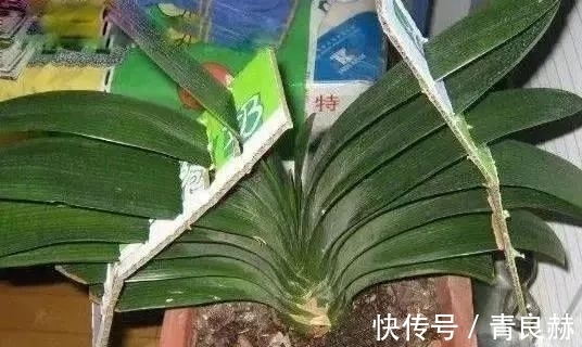 君子兰长成“歪脖子”,一招“矫正”,叶子整齐又美观!