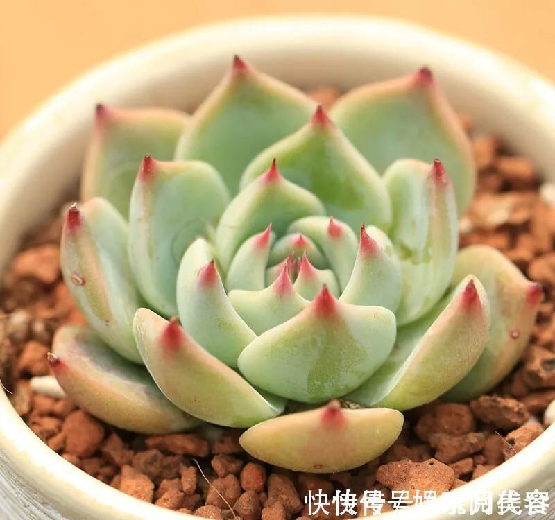 叶片|养多肉选择这四种,容易出状态,还好养,价格低到不想买