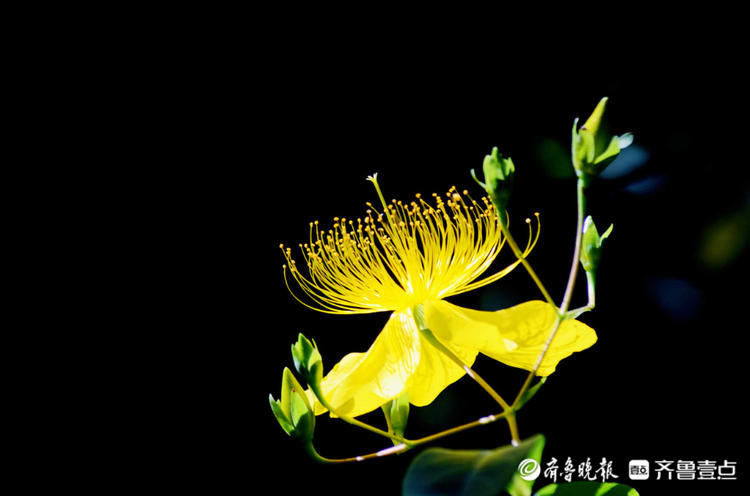 济南泉城公园金丝桃花开一片灿如金，娇艳迷人|花开齐鲁| 金丝桃