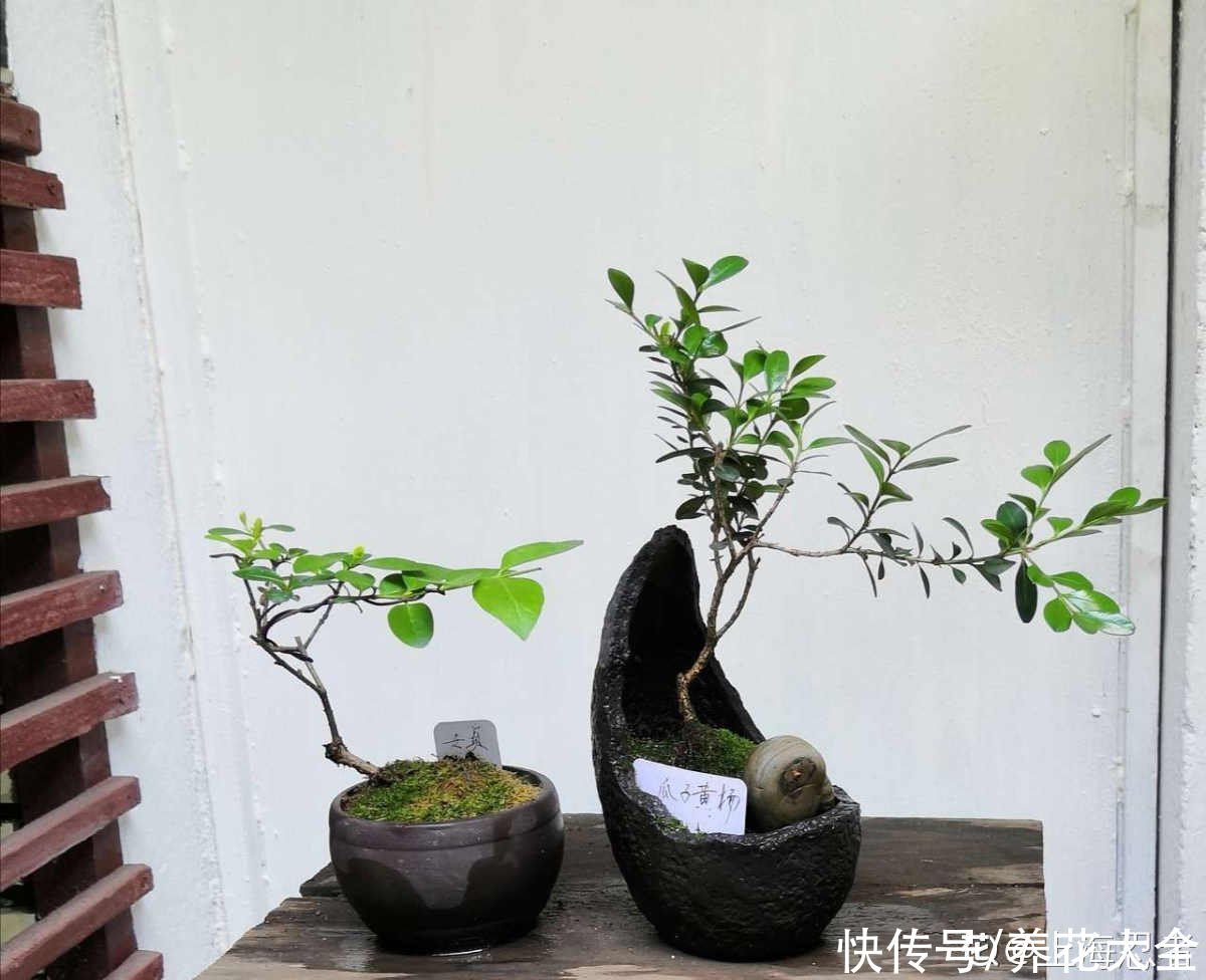 瓜子黄杨|1种“天然矮”的植物，无需矮化，打造天然的瓜子黄杨盆景