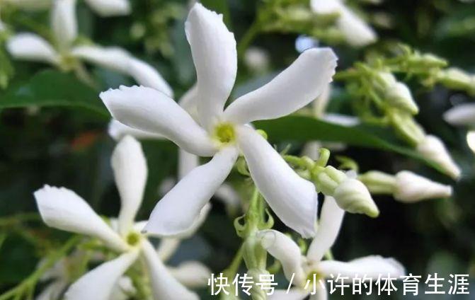 农历九月二十四霜降后,养什么花?以下3种花,招财进宝好运连连