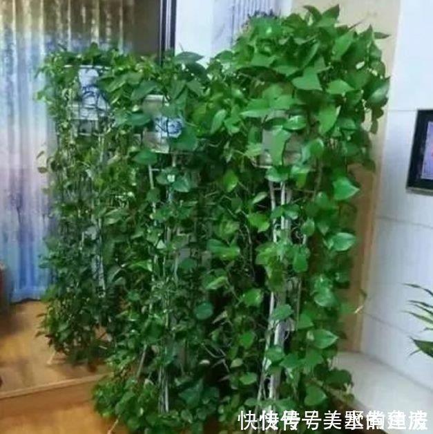 杀菌|聪明人都养4种花,除尘又杀菌,不花一分钱,空气清新