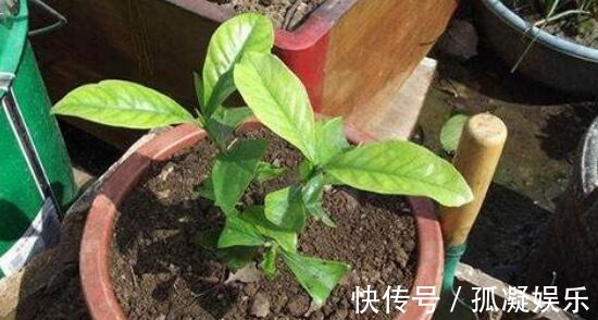 养茉莉栀子花，千万别用2种土，用了就黄叶，养一盆死一盆
