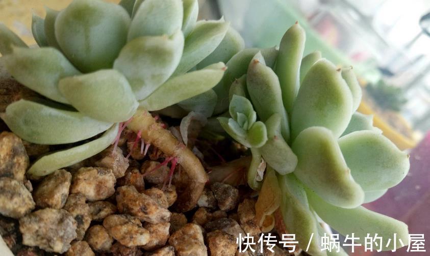 生根|多肉叶片状态不好、徒长、萌发气生根,该怎么解决?
