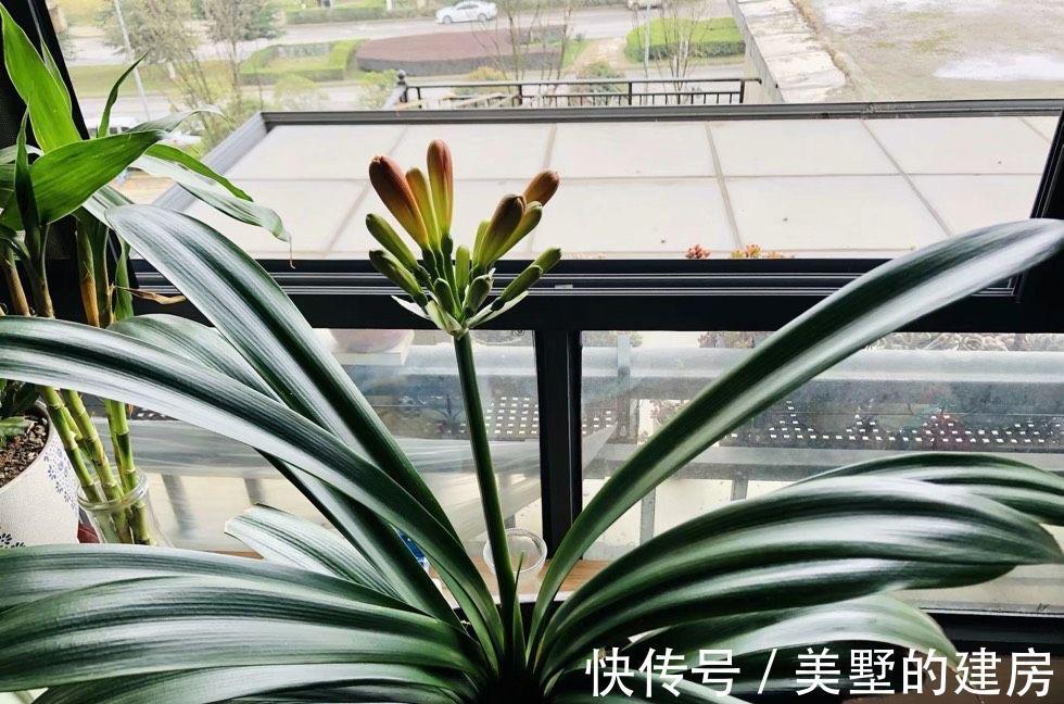 叶片|秋季养君子兰的2个正确步骤,叶片厚绿,花期顺利开出“手捧花”