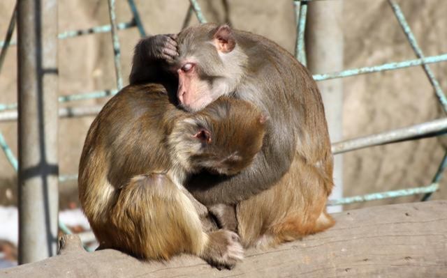 贵人|生肖猴,属猴的贵人属相是谁