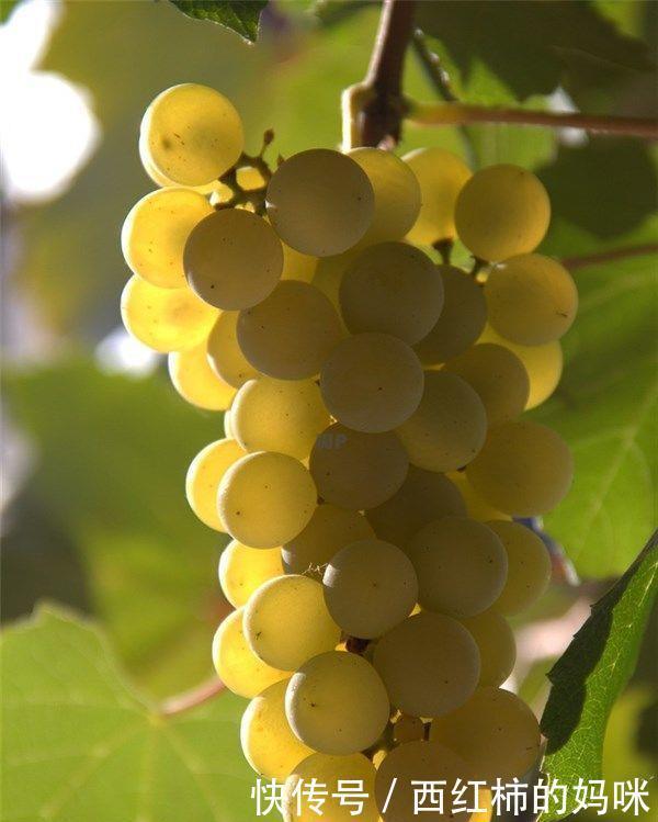 身体|女性到了中年,推荐3种食物,袪皱消斑,延缓衰老,滋补身体