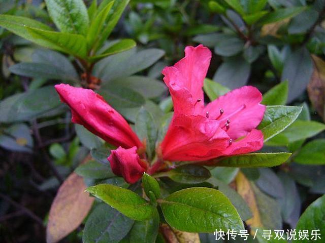 栀子花、杜鹃花“花苞”呼呼掉,都是土壤惹的祸,教你几招能恢复